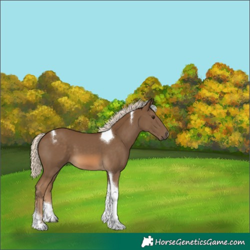 Horse Color:Chocolate Palomino Tobiano 