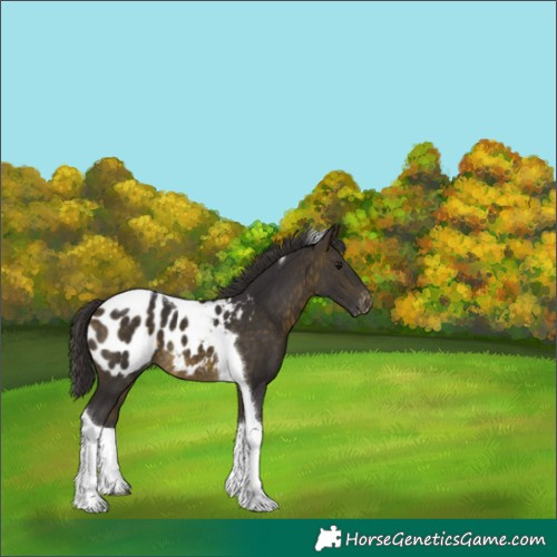 Horse Color:Buckskin Tobiano Blanket 