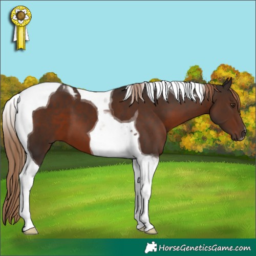 Horse Color:Liver Chestnut Tobiano 