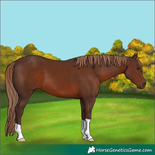 Horse Color:Liver Chestnut 