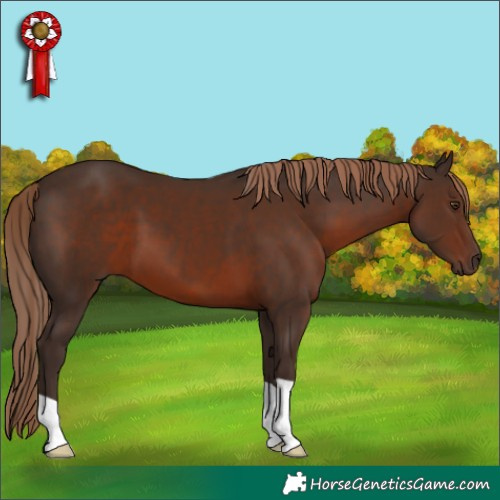 Horse Color:Liver Chestnut 
