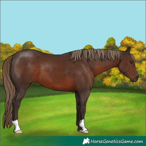 Horse Color:Liver Chestnut 