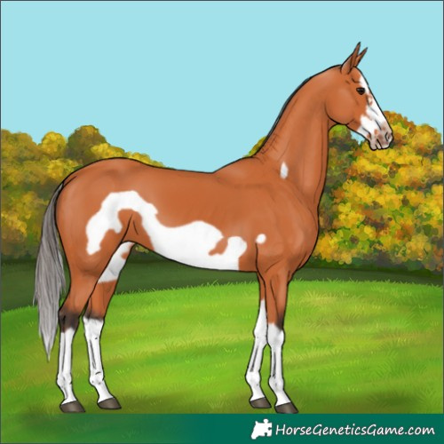 Horse Color:Bay Splash Frame 