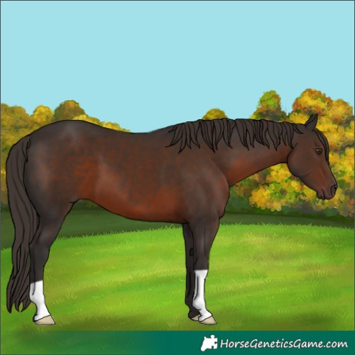 Horse Color:Liver Chestnut 