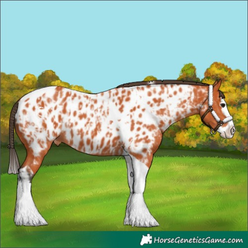 Horse Color:Bay Splash Tobiano Appaloosa  and Bay Splash Tobiano Appaloosa 