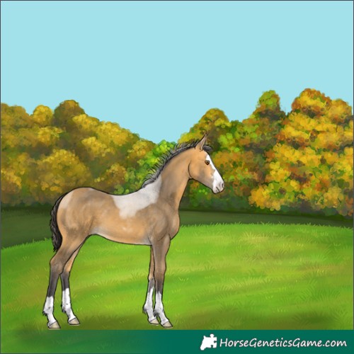 Horse Color:Buckskin Merle 