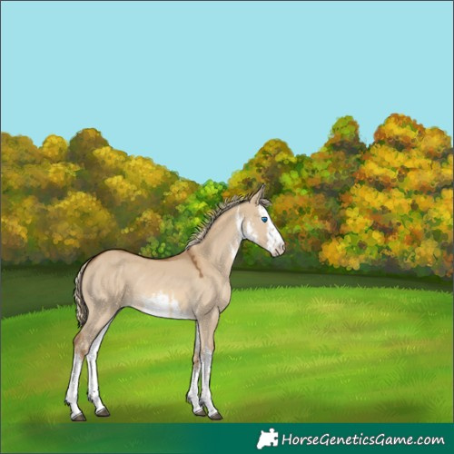 Horse Color:White Spotted Chocolate Palomino Dun 