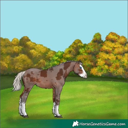 Horse Color:Silver Brown Merle Splash 