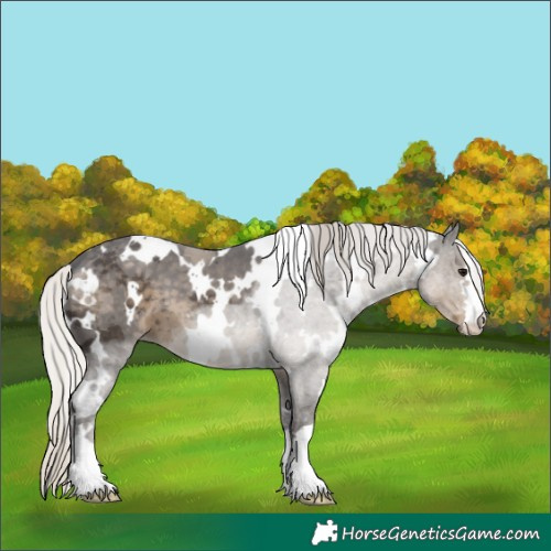Horse Color:White Spotted Silver Smoky Black Merle 