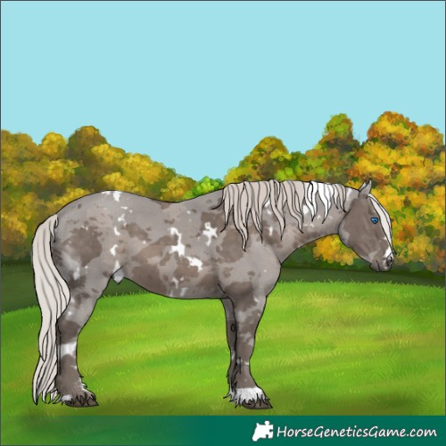 Horse Color:White Spotted Silver Black Merle 