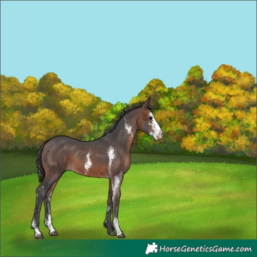 Horse Color:Brown Merle Sabino 