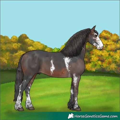 Horse Color:Brown Merle Sabino 