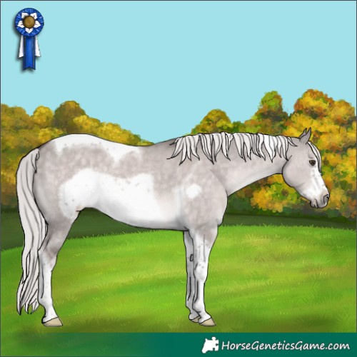 Horse Color:Platinum Chocolate Palomino Dun Tobiano Frame Rabicano 