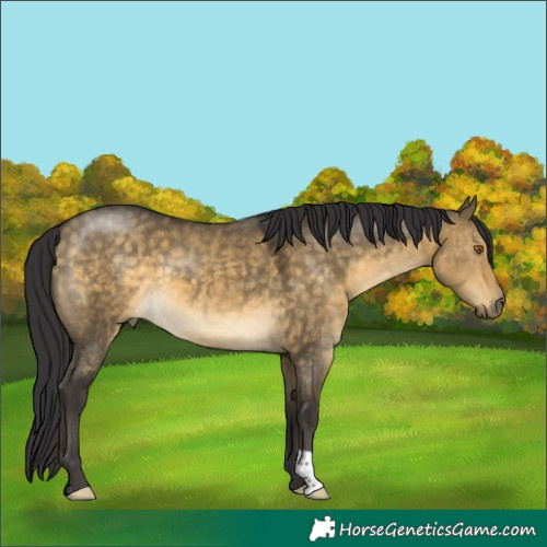Horse Color:Buckskin Dun 