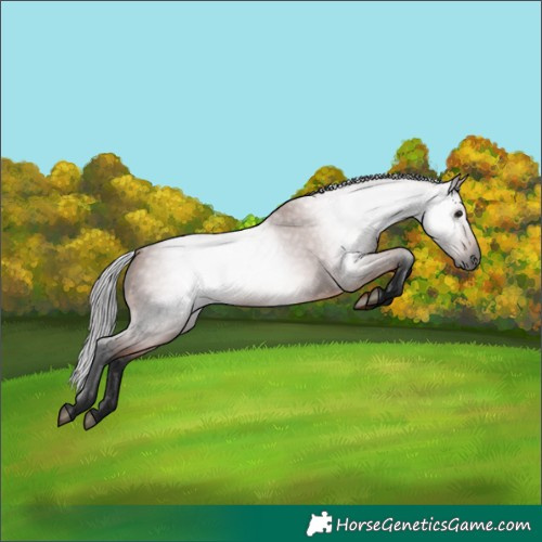 Horse Color:Gray Bay 