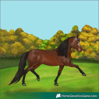 Horse Color:Gray Bay