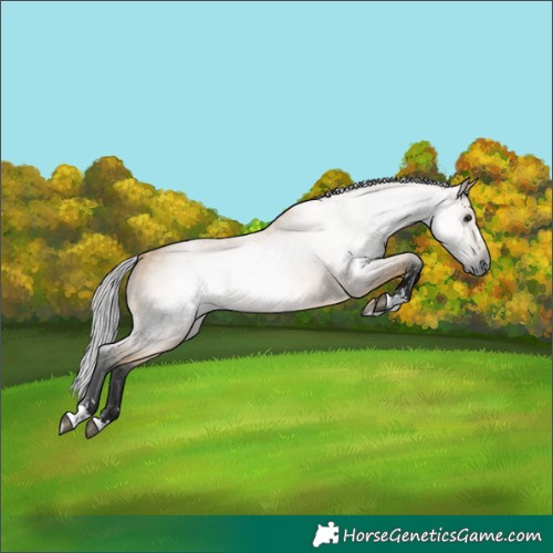 Horse Color:Gray Buckskin 