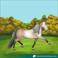 Horse Color:Gray Buckskin 