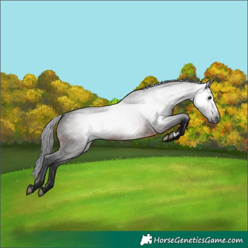 Horse Color:Gray Brown 