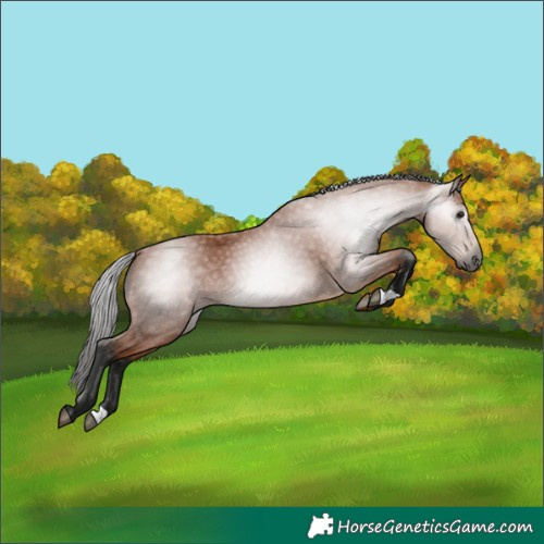 Horse Color:Gray Bay 