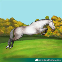 Horse Color:Gray Bay