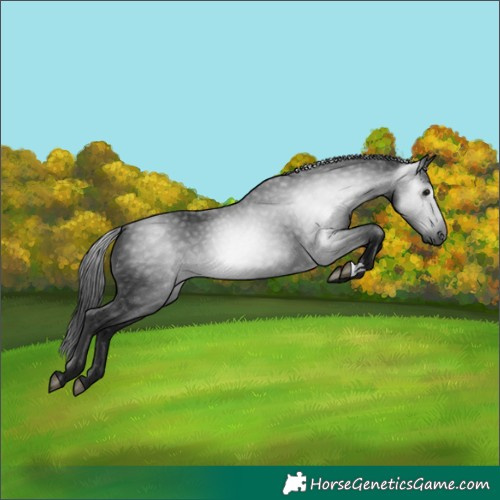 Horse Color:Gray Black 