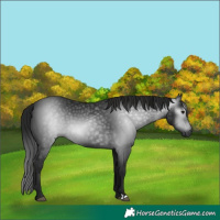 Horse Color:Gray Black 