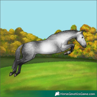 Horse Color:Gray Black