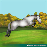 Horse Color:Gray Bay
