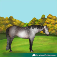 Horse Color:Gray Bay 