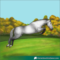 Horse Color:Gray Black