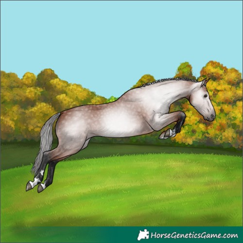 Horse Color:Gray Bay 