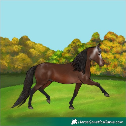 Horse Color:Gray Bay