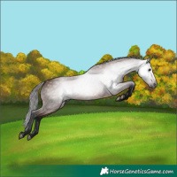Horse Color:Gray Bay