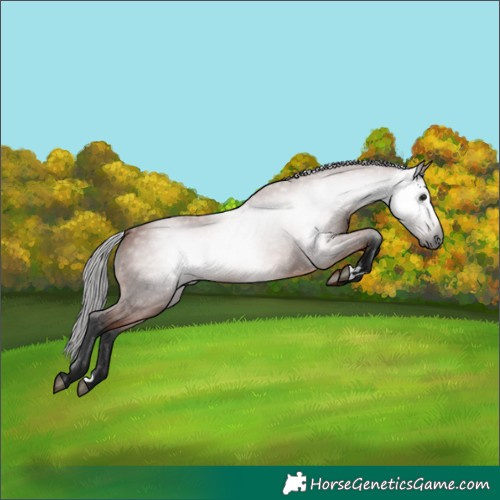 Horse Color:Gray Bay 