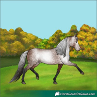 Horse Color:Gray Bay 