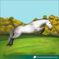Horse Color:Gray Bay
