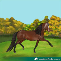 Horse Color:Gray Bay 