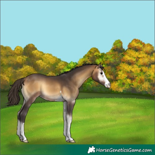 Horse Color:Buckskin Onyx 