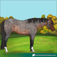 Horse Color:Brown Roan Rabicano 