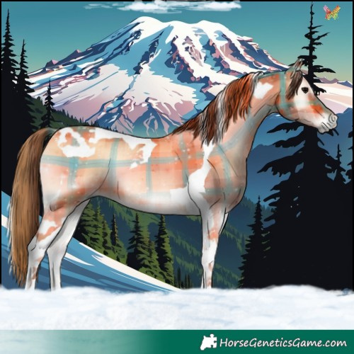 Horse Color:Plaid  Bay Onyx Tobiano 