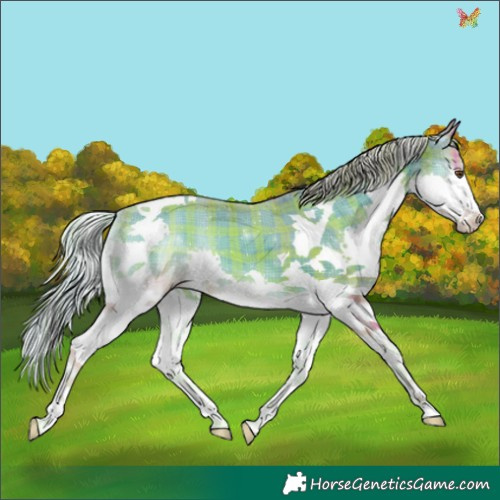 Horse Color:Watercolor Plaid Silver Classic Champagne Onyx Splash Tobiano