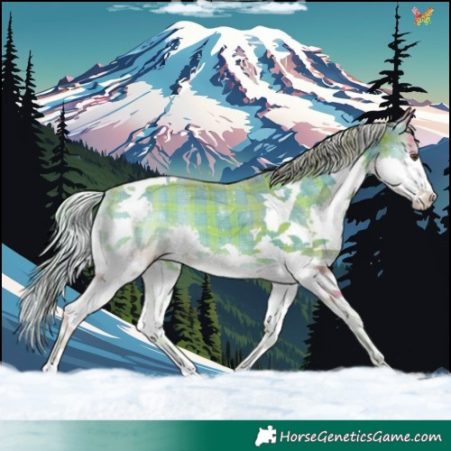 Horse Color:Watercolor Plaid  Silver Classic Champagne Onyx Splash Tobiano 