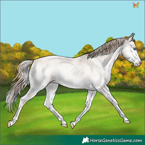 Horse Color:Plaid  Gold Champagne Roan Onyx Splash 