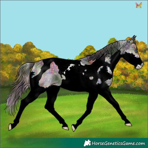 Horse Color:Nacre Blue Onyx Ice Splash Tobiano 