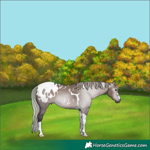 Horse Color:Gray Silver Grullo Tobiano Appaloosa 