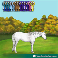 Horse Color:Gray Silver Grullo Tobiano Appaloosa