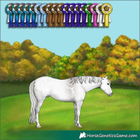 Horse Color:Gray Silver Grullo Tobiano Blanket 