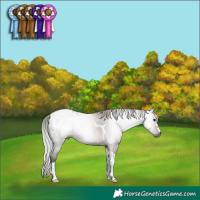Horse Color:Gray Silver Grullo Tobiano Appaloosa 