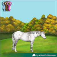 Horse Color:Gray Silver Grullo Tobiano Appaloosa 